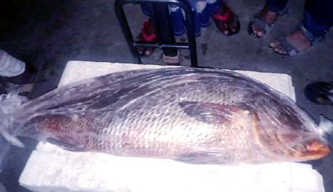 জেলের জালে উঠলো ২৫ কেজি ওজনের ‘জাভা মাছ’
